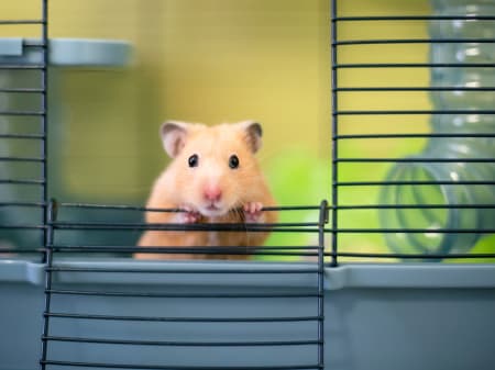 How long is Hamster Lifespan?